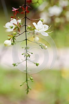 The flower of Clerodendrum wallichi Merr