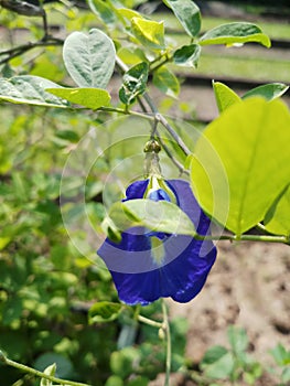 Flower clitoria ternatea also named aparajita in India looking very beautiful