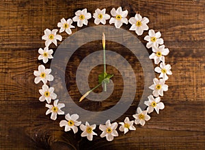 Flower clock