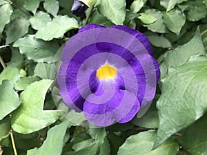 Flower of Clock Vine in Garden 
