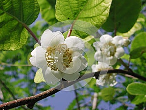 Actinidia deliciosa white flower photo