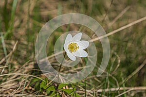 Flower close-up in Carpathian mountains