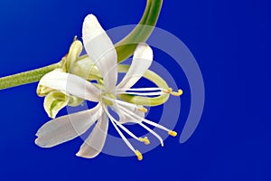 Flower close-up, Chlorophytum photo