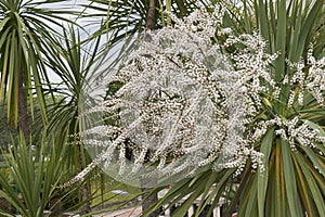 Flower close up of Cordyline australis palm