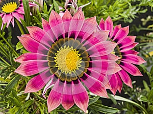 Flower close up of Gazania