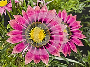 Flower close up of Gazania