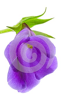 Flower close-up, Gloxinia