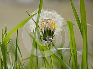 Flower close up on green grass background. Dandelion blooming and dry. Nature wallpaper