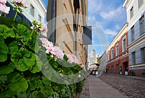 Flower close up Helsinki senate square