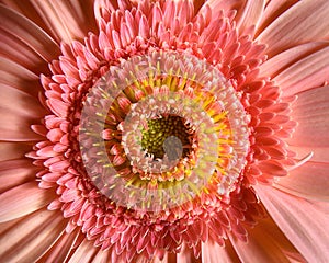 Flower close-up, macro photography of pink gerbera flower