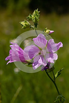 Flower close-up of Malva alcea greater musk, cut leaved, vervain or hollyhock mallow, on soft blurry green grass background