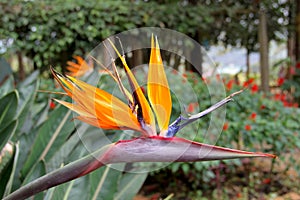 Flower close-up - stralis or bird of paradise