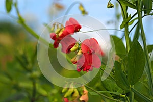 Flower close-up. Wild flower with red buds from the legume family on a green meadow. Beautiful landscape