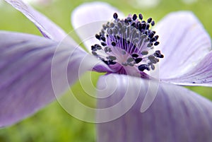 Flower closeup photo