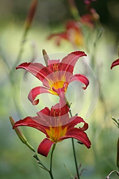 Flower closeup