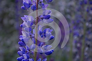 Flower closeup. Hiking adventure in San Carlos de Barilochein cl