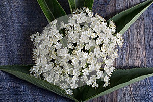 Flower closeup on rustic background