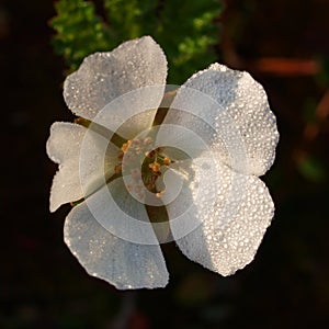 Flower of cloudberry or Knotberry