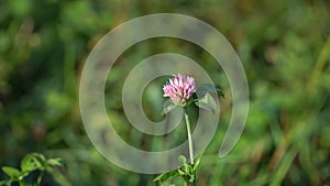 Flower of the clover field close up. Red purple clover trefoil flowers trifolium pratense close up view summe time in