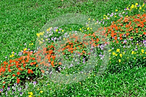 Flower cluster and meadow