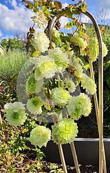 Flower clÃÂ©matite climbing green garden photo