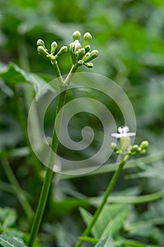 Flower of Cnidoscolus aconitifolius, commonly known as chaya or tree spinach