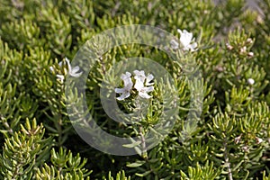 Flower of a coastal rosemary, Westringia fruticosa photo