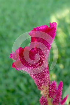 Flower cockscomb photo