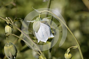 Flower of a Codonopsis clematidea plant photo