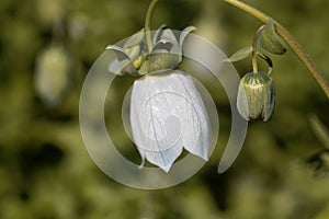 Flower of a Codonopsis clematidea plant photo