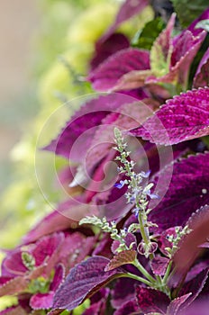 Flower of a Coleus blumei