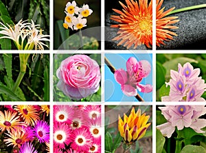 Flower collage