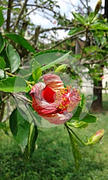 flower  colombie photo