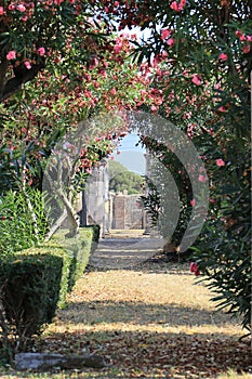 Flower colonnade in the city of Pompeii