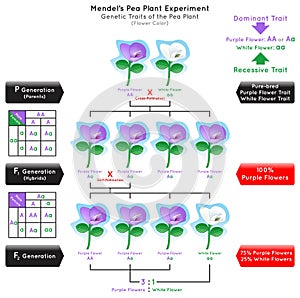 Flower Color Genetic Trait Pea Plant Mendel Experiment Infographic Diagram