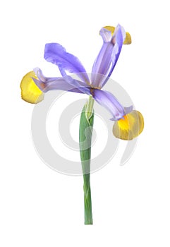 Flower of colored iris isolated on a we hitba