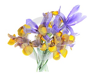 Flower of colored iris isolated on a we hitba