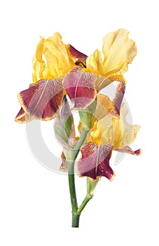 Flower of colored iris isolated on a white