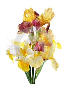 Flower of colored iris isolated on a white