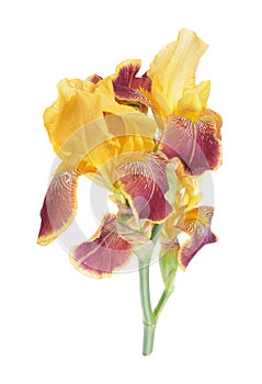 Flower of colored iris isolated on a white