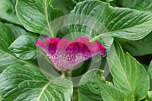 Flower comb or Celosia with green leaves. Beautiful burgundy flower concept
