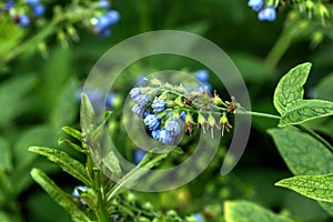 Comfrey. Wild flower.