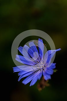 Flower of Common chicory, Cichorium intybus, wild chicory, chicory, edible plant, nature, benefit, substitute coffee