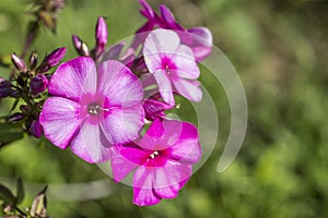 Flower common cockle