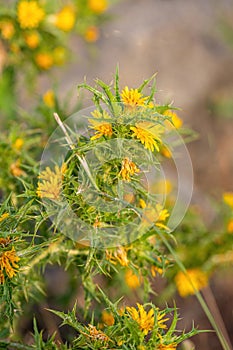 Flower of a common golden thistle Scolymus hispanicus