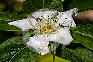 Flower of Common Medlar photo