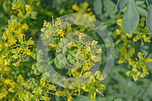 Flower of a common rue plant photo