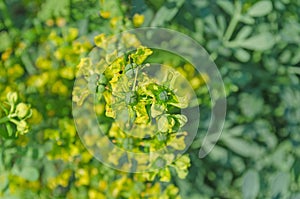 Flower of a common rue plant photo