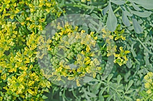 Flower of a common rue plant photo