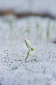 Flower of common snowdrop Galanthus nivalis grow through melting dirty snow, nature awaken, tender plant struggle for life